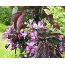 Blühender Zierapfel Baum mit dunklen Blättern und rosa Blüten im Garten