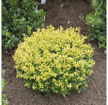 Kugelförmige immergrüne Heckenmyrte in einem Gartenbeet.