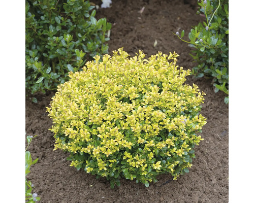 Kugelförmige immergrüne Heckenmyrte in einem Gartenbeet.