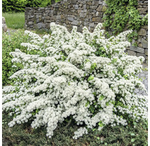 Spierstrauch mit zahlreichen kleinen weißen Blüten in einem Garten vor einer Natursteinmauer.
