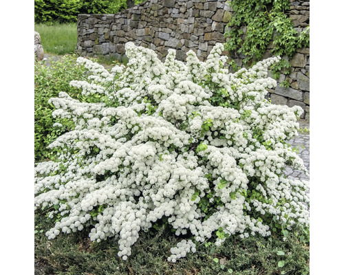 Spierstrauch mit zahlreichen kleinen weißen Blüten in einem Garten vor einer Natursteinmauer.