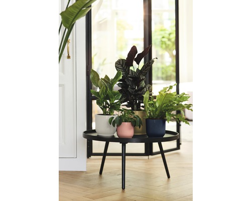 Zimmerpflanzen in Töpfen auf einem runden Tisch