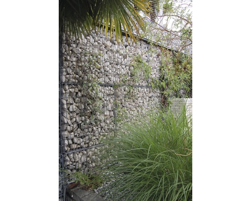 Fertiggabione 100 x 25 x 100 cm gefüllt mit Gabionensteinen Giallo Mori 70-120 mm Gabionenwand mit Steinen und Pflanzen im Garten.