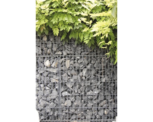 Fertiggabione 100 x 25 x 100 cm gefüllt mit Gabionensteinen Nero Ebano 70-120 mm Gabione gefüllt mit Steinen und Pflanzenbewuchs