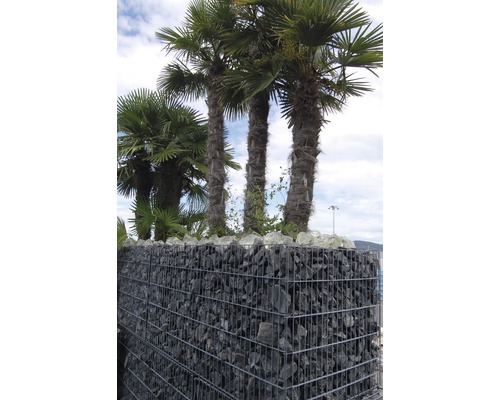 Fertiggabione 100 x 50 x 50 cm gefüllt mit Gabionensteinen Nero Ebano 70-120 mm Gabione gefüllt mit Steinen und Palmen