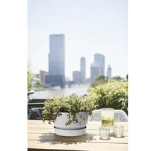 Blumentopf mit Untersetzer und bepflanzt auf einem Tisch