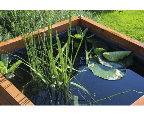 Kleiner Teich mit Wasserpflanzen in einem Holzrahmen