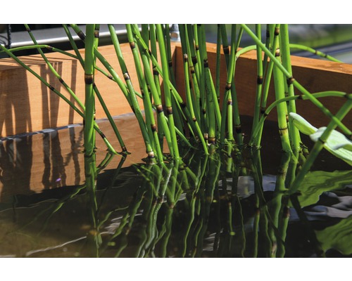 Schachtelhalm in einem Wasserbecken mit Wurzeln im Wasser