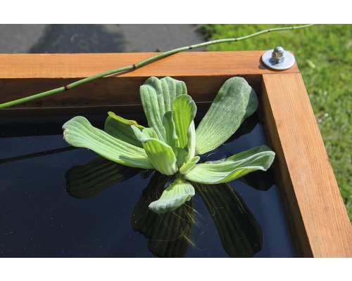 Nahaufnahme einer Krebsschere in einem Wasserbecken mit Holzrahmen