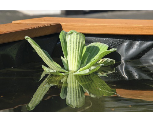 Wasserhyazinthe im Teich mit Holzeinfassung