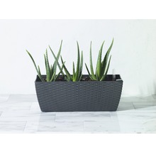Aloe Vera Pflanzen in einem anthrazitfarbenen Pflanzgefäß mit Bewässerungsanzeige