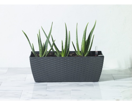 Aloe Vera Pflanzen in einem anthrazitfarbenen Pflanzgefäß mit Bewässerungsanzeige