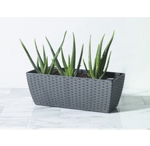 Aloe Vera Pflanzen in einem grauen Pflanzgefäß