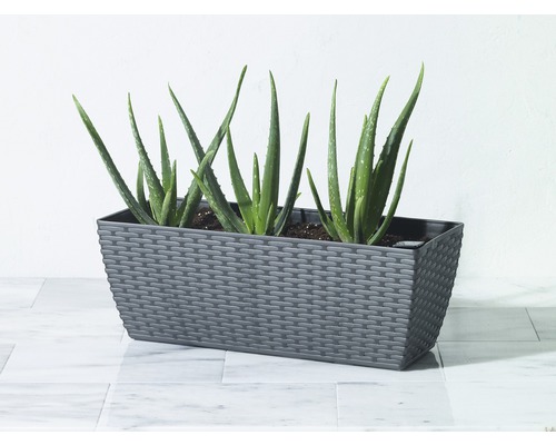 Lafiora Balkonkasten 50 x 18,5 x 18,5 cm Kunststoff grau | HORNBACH
