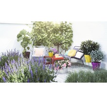 Dekorierter Gartenbereich mit Sitzmöbeln und Pflanzen