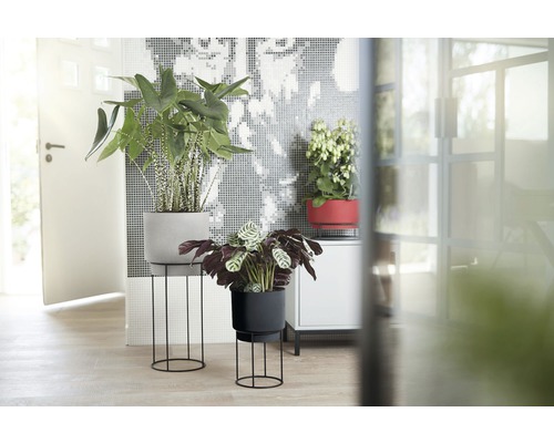 Zimmeransicht mit Zimmerpflanzen in Töpfen auf Pflanzenständern