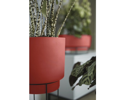 Nahaufnahme von zwei Zimmerpflanzen in roten Übertöpfen mit Pflanzenständern