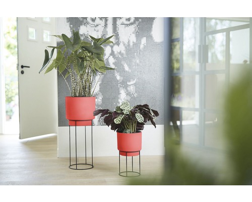 Zwei Zimmerpflanzen in Töpfen mit Metallständern in einem hellen Raum.