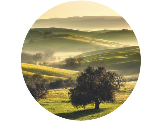 Hügelige Landschaft mit Bäumen und Nebel