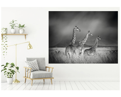 Dekoratives Wandbild mit drei Giraffen im Gras in Schwarzweiß