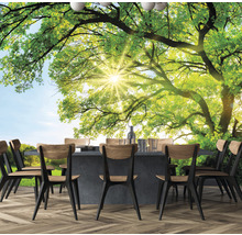 Fototapete Vlies HRBP100081 Baum mit Sonnenstrahlen 7-tlg. 340 x 254 cm