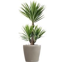 Pflanzkübel Lechuza Classico Color Ø 60 cm sandbraun