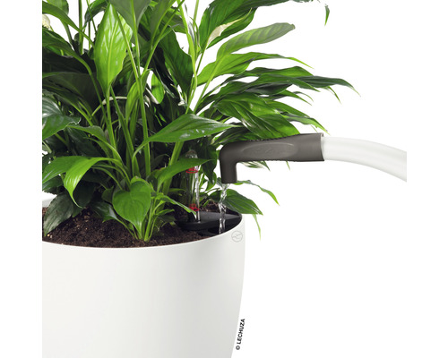 Zimmerpflanze mit Bewässerungssystem im Pflanzgefäß