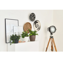 Dekoratives Interieur mit Pflanzen, Bildern, Wandtellern und einer Stehlampe auf einem weißen Regal