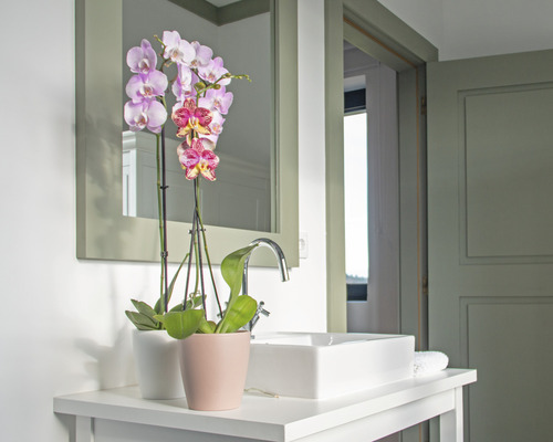 Badezimmer mit Waschbecken, Spiegel und Orchideen in Töpfen