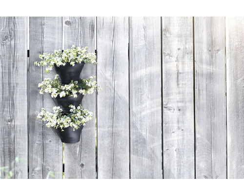Dekorative Blumentöpfe mit weißen Blüten an einem Holzzaun