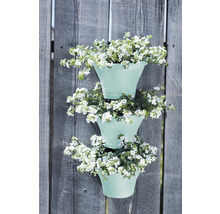 Drei Blumentöpfe mit weißen Blumen hängen an einem Holzzaun.