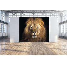Wandtuch Löwe 300x250 cm