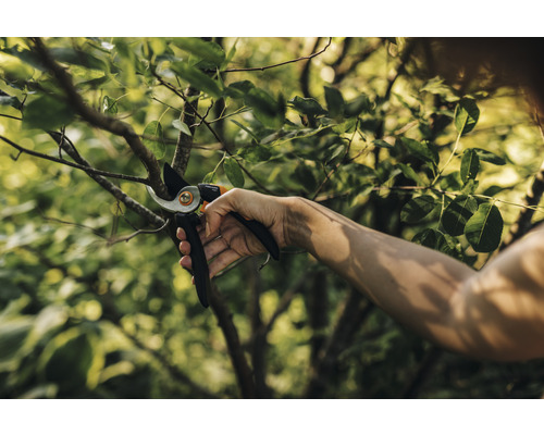 Person schneidet einen Ast mit einer Gartenschere.