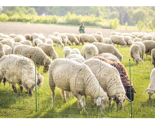 Schafe auf einer Weide hinter einem Schafzaun
