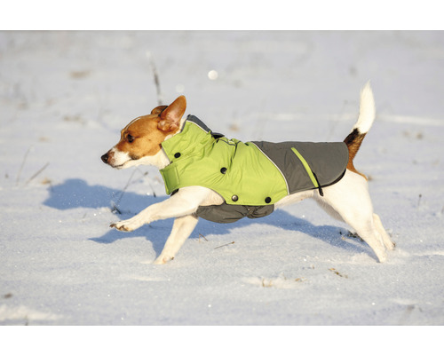 Jack Russell Terrier mit Hundemantel läuft im Schnee