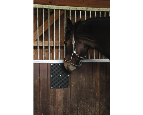 Pferd in Pferdebox mit Lecksteinhalter