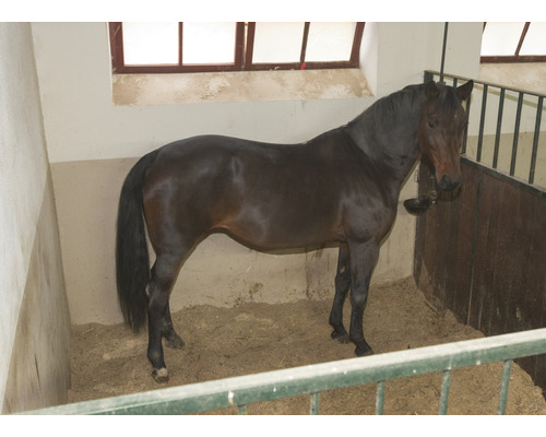 Pferd steht in einem Stall.