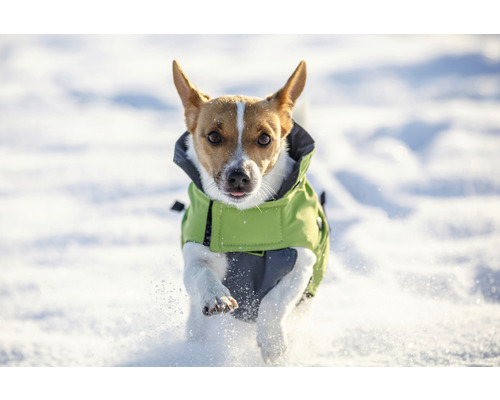 Jack Russell Terrier mit Hundemantel im Schnee