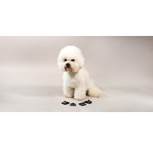 Bichon Frisé Hund sitzt vor Möbelgleitern