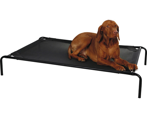 Hund liegt auf einem erhöhten Hundebett aus Metall und Meshgewebe