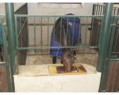 Pferd in Stall mit Futtertrog