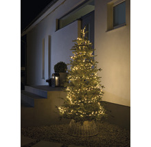 Weihnachtsbaum mit Beleuchtung im Aussenbereich vor Hauseingang