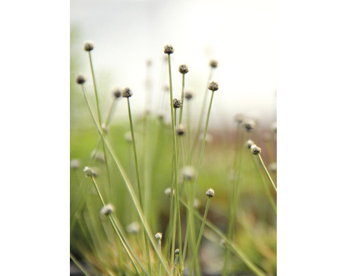 Nahaufnahme von Büschelrasen im Garten