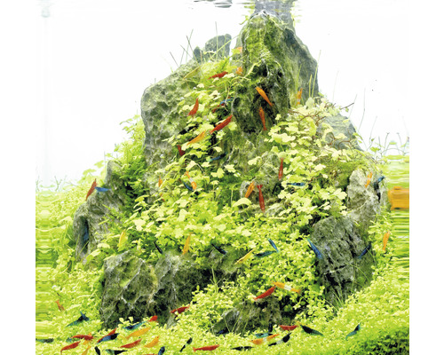 Aquarium mit Steinaufbau, Wasserpflanzen und Zierschrimps