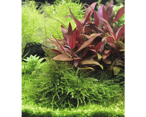 Aquariumpflanzen mit grünen und rötlichen Blättern