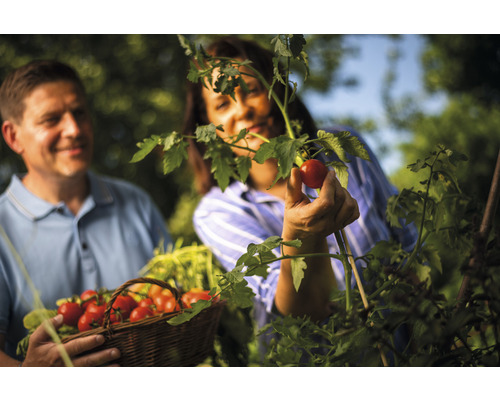 Ein Paar erntet Tomaten im Garten.