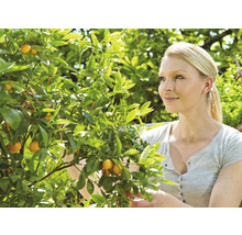 Frau mit Kumquat-Baum im Garten
