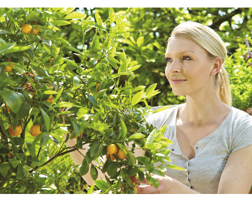 Frau mit Kumquat-Baum im Garten