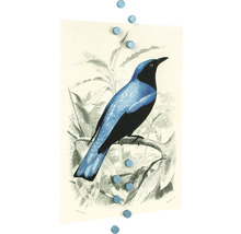 Illustration eines Vogels auf Papier mit Magneten befestigt
