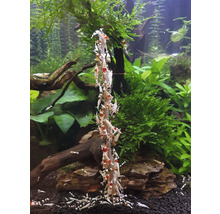 Aquarium mit Crystal Red Zwerggarnelen